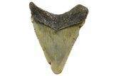 Juvenile Megalodon Tooth - North Carolina #152862-1